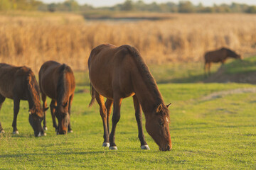 Obraz premium Horses grazing in a sunlit meadow surrounded by golden fields in the late afternoon