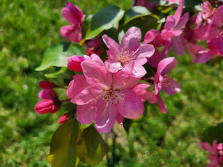 Obraz premium In the garden there is an apple tree branch with large pink flowers and green leaves.