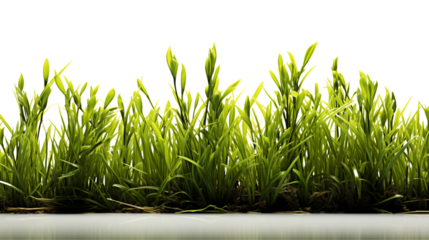 Vibrant green meadow with lush grass, ideal for scenic and outdoor-themed designs.