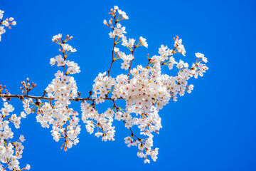 White blossom tree. Spring flower background. Blossom cherry tree in spring time. Blossom tree over...