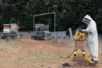 Beekeeper inspecting hive frame in field.