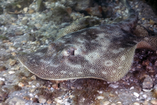 Atlantic stingray (Hypanus sabinus) at the Blue Heron Bridge, Phil Foster Park, Riviera Beach, Florida