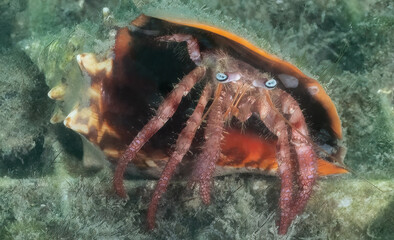 Hermit Crab at Blue Heron Bridge, Phil Foster Park, Riviera Beach, Florida