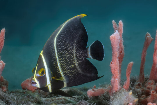 French Angel Fish (Pomacanthus paru) at the Blue Heron Bridge, Phil Foster Park, Riviera Beach, Florida