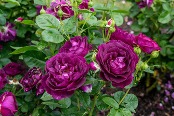 Twilight Zone Rose flowers growing in the garden. United States. © JHVEPhoto