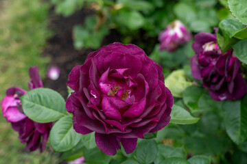 Twilight Zone Rose flowers growing in the garden. United States. © JHVEPhoto