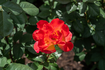 Obraz premium Sunset Horizon Rose flowers growing in the garden. United States. 