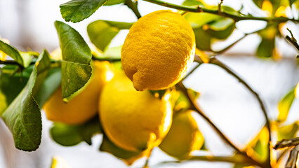 lemon tree - ripening lemons - homemade sour lemons