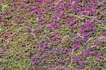 Wall with growing blooming bougainvillea in Monaco, photo background texture.