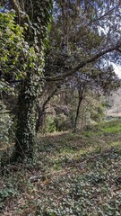 Obraz premium Forest with ivy