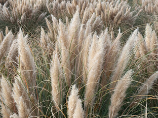 Cortaderia selloana white tassel flowers. Beautiful yellow pampas grass, tassel reed. Natural...
