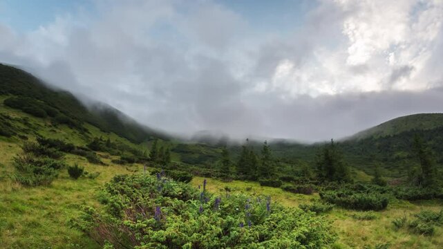 Coniferous bush and evening clouds in Carpathian mountains, Ukraine