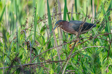 A green heron, Butorides virescens, partially hidden in grassy area at a wetland in Culver, Indiana