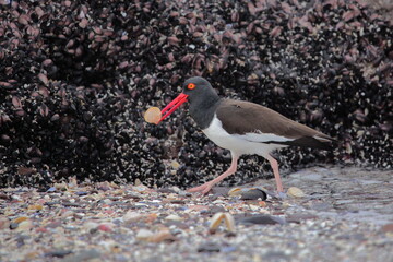 American oystercatcher - Haematopus palliatus  -  carrying food to feed its family.
Ostrero americano, Pilpilén común, llevando comida para alimentar su familia