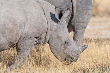 Obraz premium Close up Details of Baby White Rhino