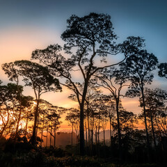 Silhouette of tropical forest trees with soft twilight light