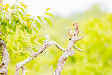 ノビタキの喧嘩
