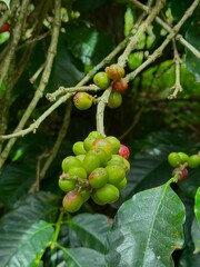 Close-up of coffee plants showcasing ripe red and unripe green coffee cherries growing on branches with vibrant green leaves. Captures the natural beauty and agricultural process of coffee cultivation