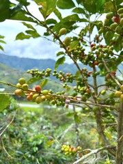 Close-up of coffee plants showcasing ripe red and unripe green coffee cherries growing on branches with vibrant green leaves. Captures the natural beauty and agricultural process of coffee cultivation