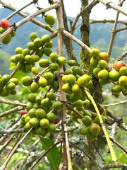 Close-up of coffee plants showcasing ripe red and unripe green coffee cherries growing on branches with vibrant green leaves. Captures the natural beauty and agricultural process of coffee cultivation