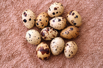 Obraz premium Few amount of quail eggs in small pile on brown towel background
