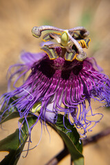 amazing macro view of passion fruit