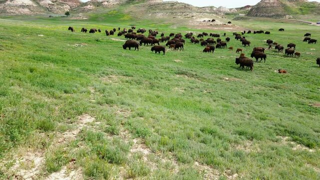 Drone Footage of Grazing and Running Bison Herd with Calves
