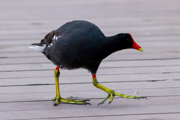 Rio de Janeiro, RJ, 12/01/2024 - Common moorhen, waterhen, galinha d'água, frango d'água, Gallinula chloropus, on Rodrigo de Freitas Lagoon, Rio de Janeiro South Zone