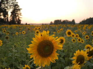 Obraz premium Sunflower (Helianthus annuus) field at sunset. Sweden