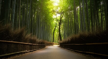 Fototapeta premium A serene path in a bamboo forest with sunlight filtering through