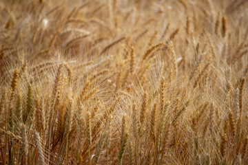 golden wheat field Australia 