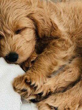 mini goldendoodle puppy sleeping