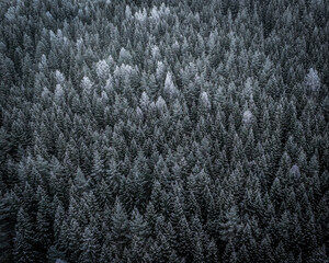snow on a tree