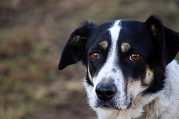 border collie dog