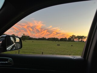 Beautiful sunset with cows outside car