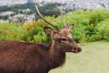 Obraz premium Nara Park landscape, Wild Japanese deer, Northern spotted deers walking in Nara, playful and friendly cute sika deers, Nara prefecture, Kansai, Japan, travel to Japan