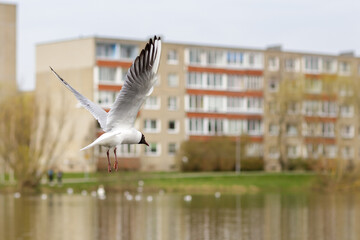 Seagull flying over the pond in residential area in the city