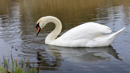 Fototapeta premium Side view of mute swan swimming in lake, Lithuania.
