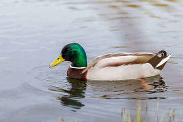 A wild duck with a bright green neck swims in a pond