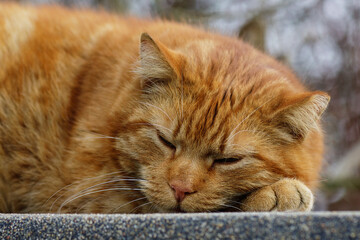 A close-up portrait of a large orange cat napping outside and enjoying the warmth of the sun.