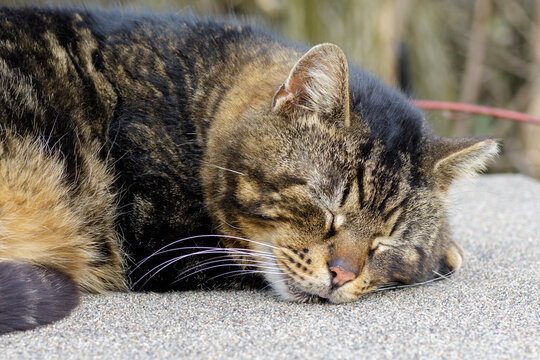 A tiger (tabby) cat relaxing on a sun-heated surface outdoors.