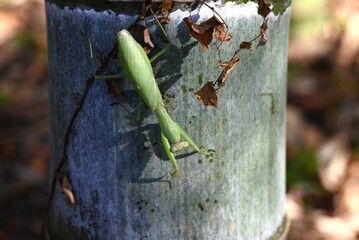 An Asian mantis (Hierodula patellifera) in the forest. A mantis insect, it is characterized by white stripes on its forewings as an adult.