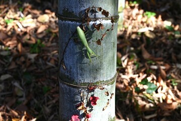 An Asian mantis (Hierodula patellifera) in the forest. A mantis insect, it is characterized by...