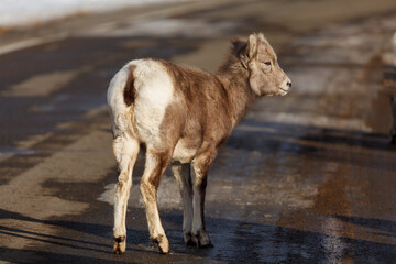 big horn sheep lamb standing in golden sunlight on road