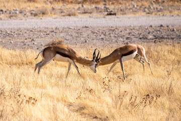 Telephoto shot of two Thompson's Gazelles -Eudorcas thomsonii- engaging in a head-to-head fight.