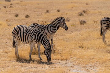 Telephoto shot of three Burchell's Plains zebras -Equus quagga burchelli- grazing on the plains of Etosha National Park, Namibia.