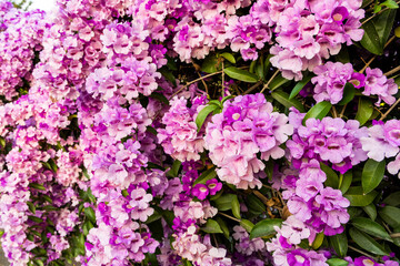 Obraz premium Close-up of beautiful wild purple Garlic Vine growing on the roadside fence.