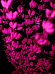 Pink lavenders with black backround