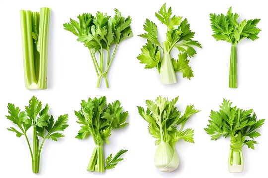 Celery leaves in kannada hot sale