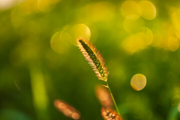 A close-up of the setaria